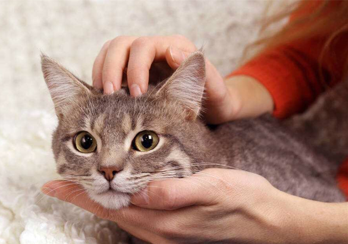 想撸猫但是猫害怕怎么办,想撸猫又怕脏怎么办