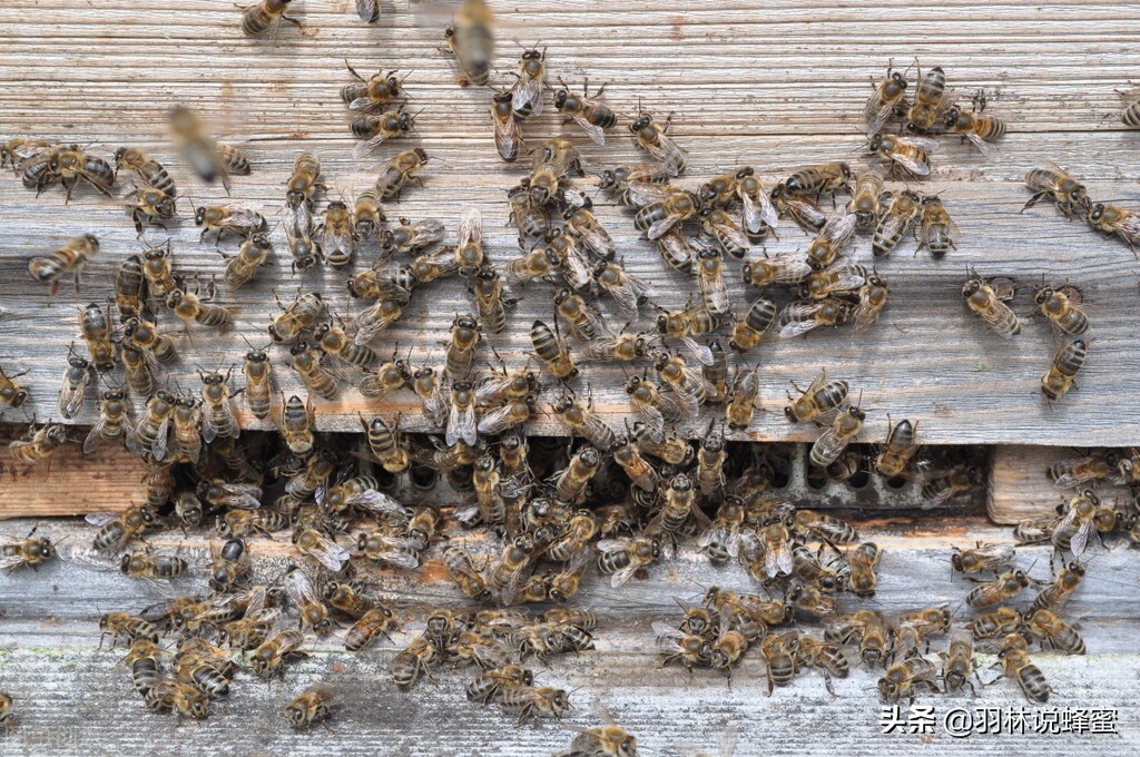 养殖蜜蜂的管理技术及要点有哪些,蜜蜂的养殖与管理知识技巧有哪些