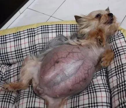 关于狗狗怀孕、孕期的最全知识储备，铲屎官快快收藏备用！