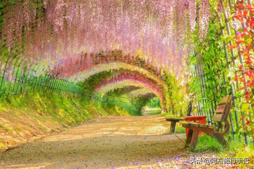 日本花海,日本30个最美花海