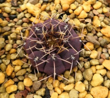 十个仙人球,最新30个仙人球品种