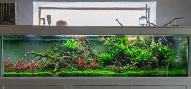 本色水景水草造景培训,本色水景水草培训