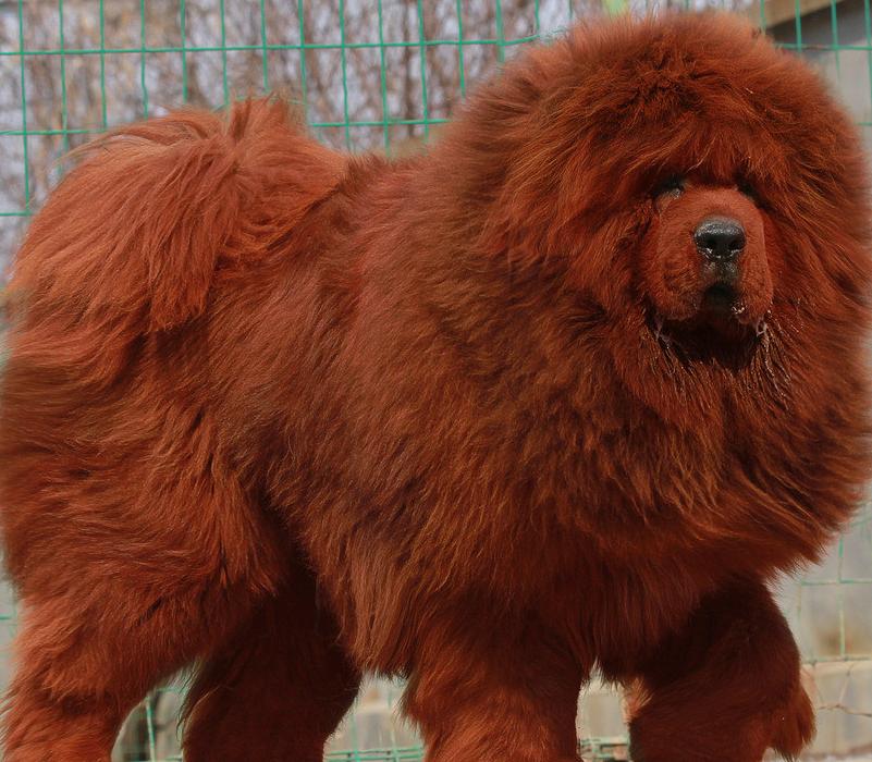 比藏獒还凶猛的犬是哪些,这几种狗狗外表威猛内心却很怂