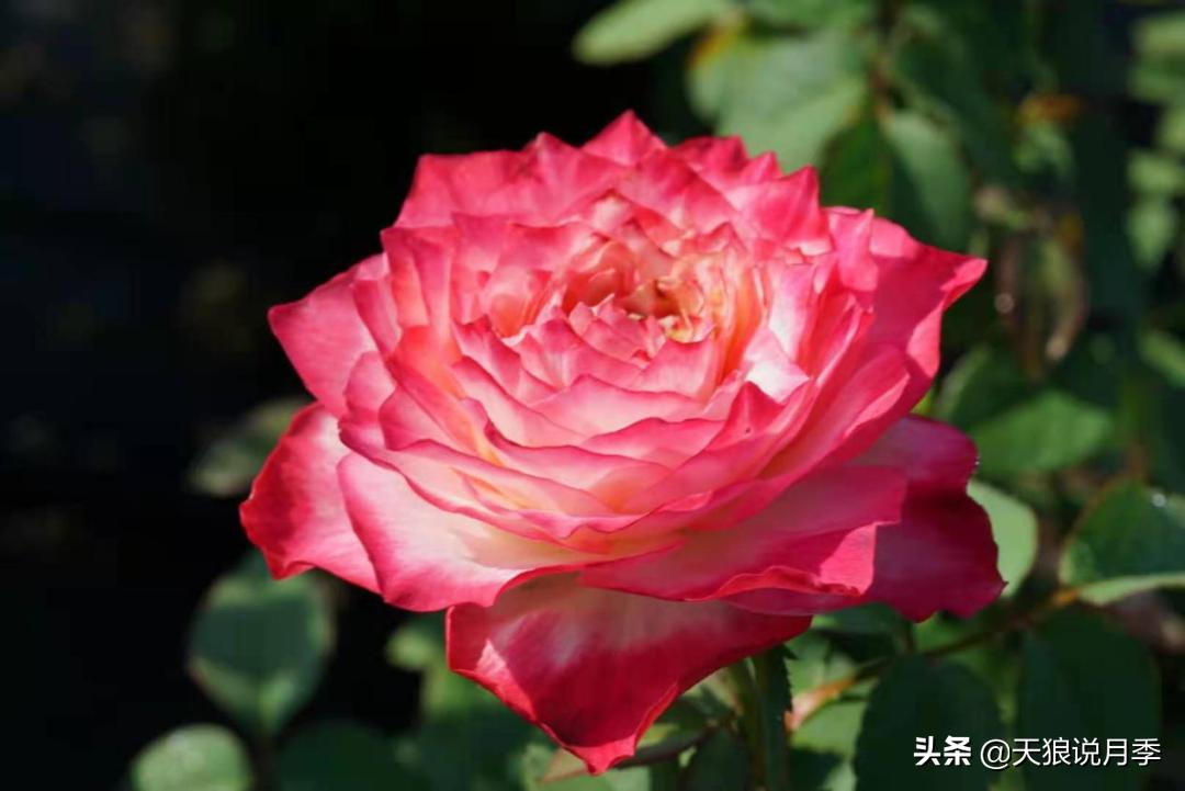 优雅女士月季花,奇葩月季品种图片