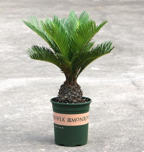 大盆栽绿植对猫无毒有害吗,吊兰绿萝对猫有毒么