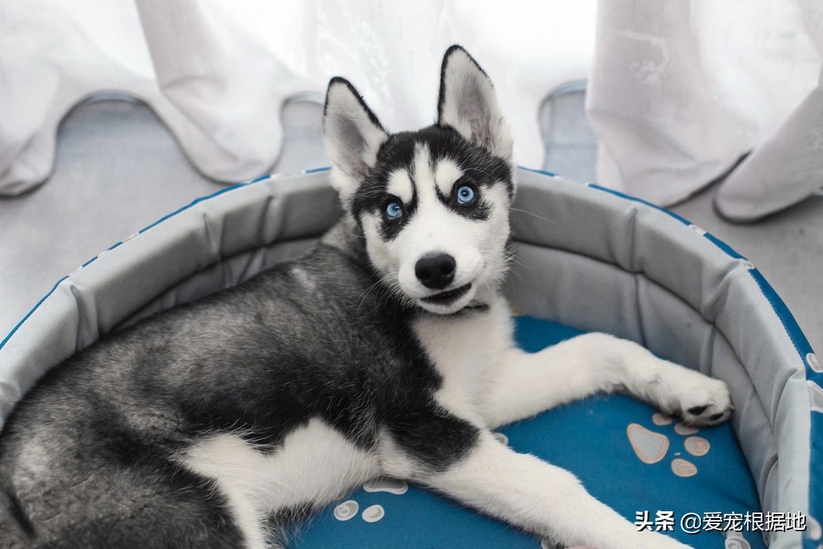 流浪哈士奇偷吃狗粮,哈士奇被饿骨瘦如柴