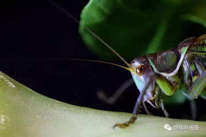 怎么样正确挑选蝈蝈,挑选蝈蝈最佳方法
