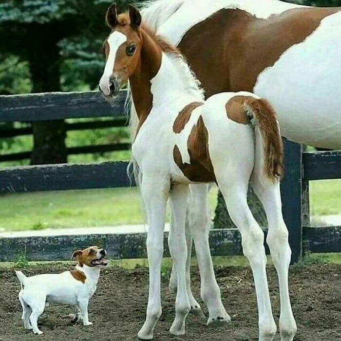 当不同物种的小动物们忽然“撞衫”…同款配色双倍的可爱