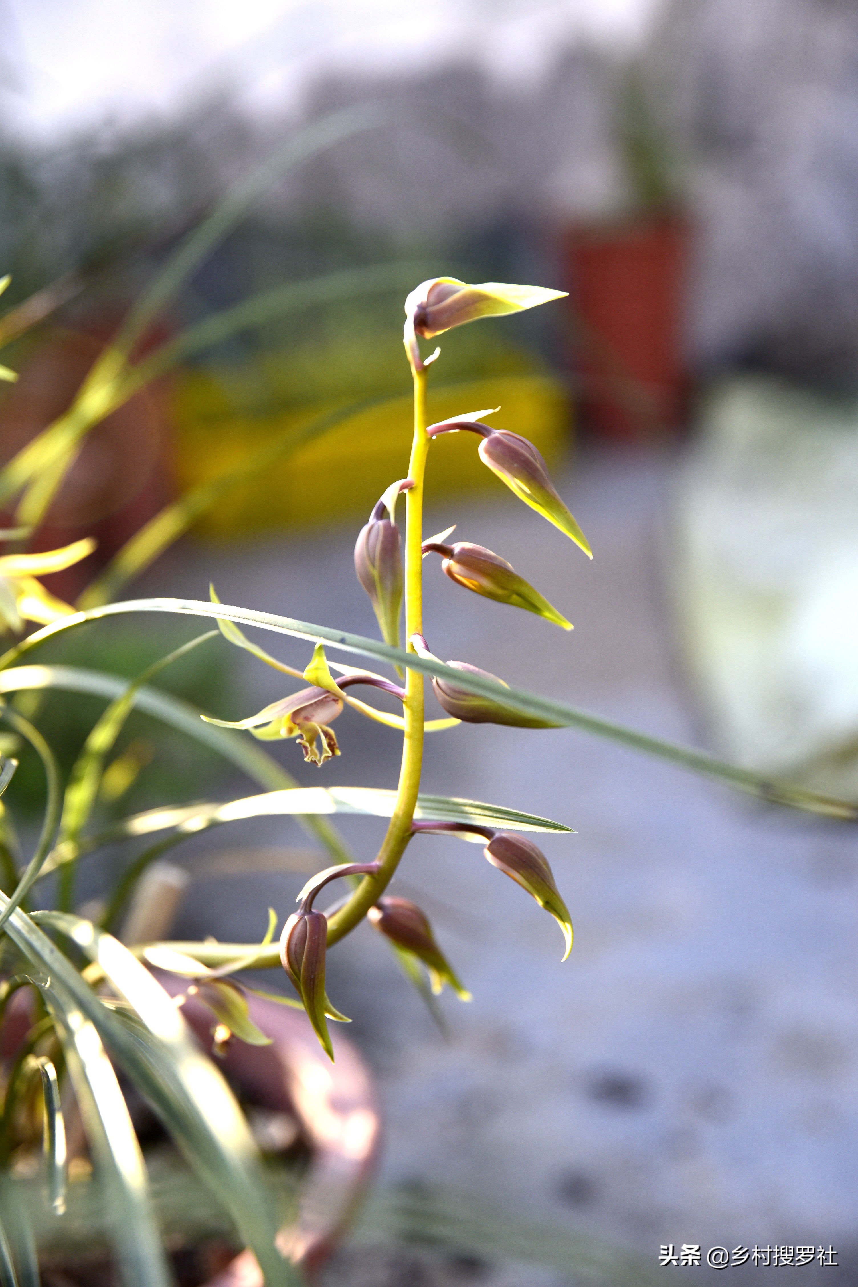梅花和牡丹哪一个适合当作国花,梅花牡丹哪个作为国花