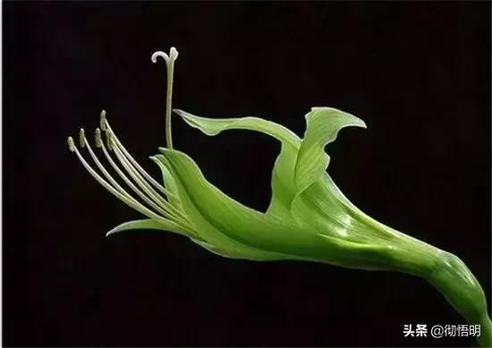 十种稀有长寿花,80个长寿花品种全都美极了