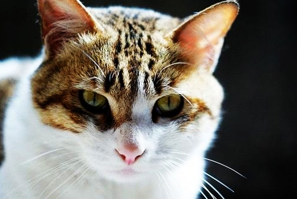 猫耳朵发热是什么原因,猫耳朵发热是怎么回事啊