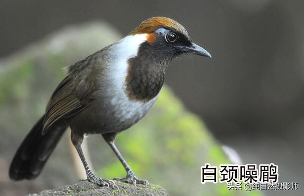 画眉品种有哪些,画眉科的鸟类大全