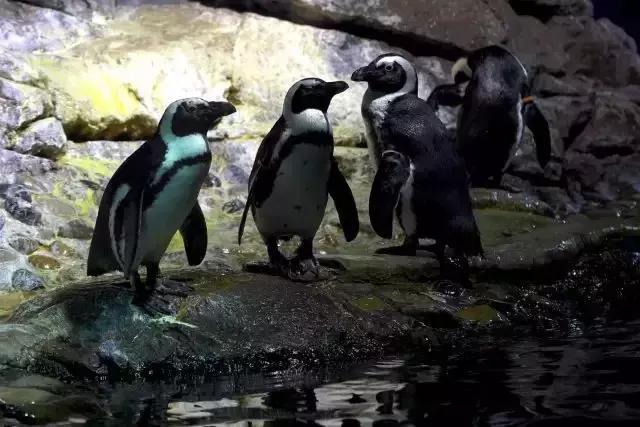 上海长风海洋世界五一,99元即可畅玩上海海昌海洋公园