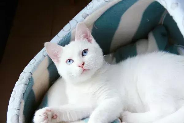 体外驱虫是直接让跳蚤死掉吗,体外驱虫会把狗狗毒死吗