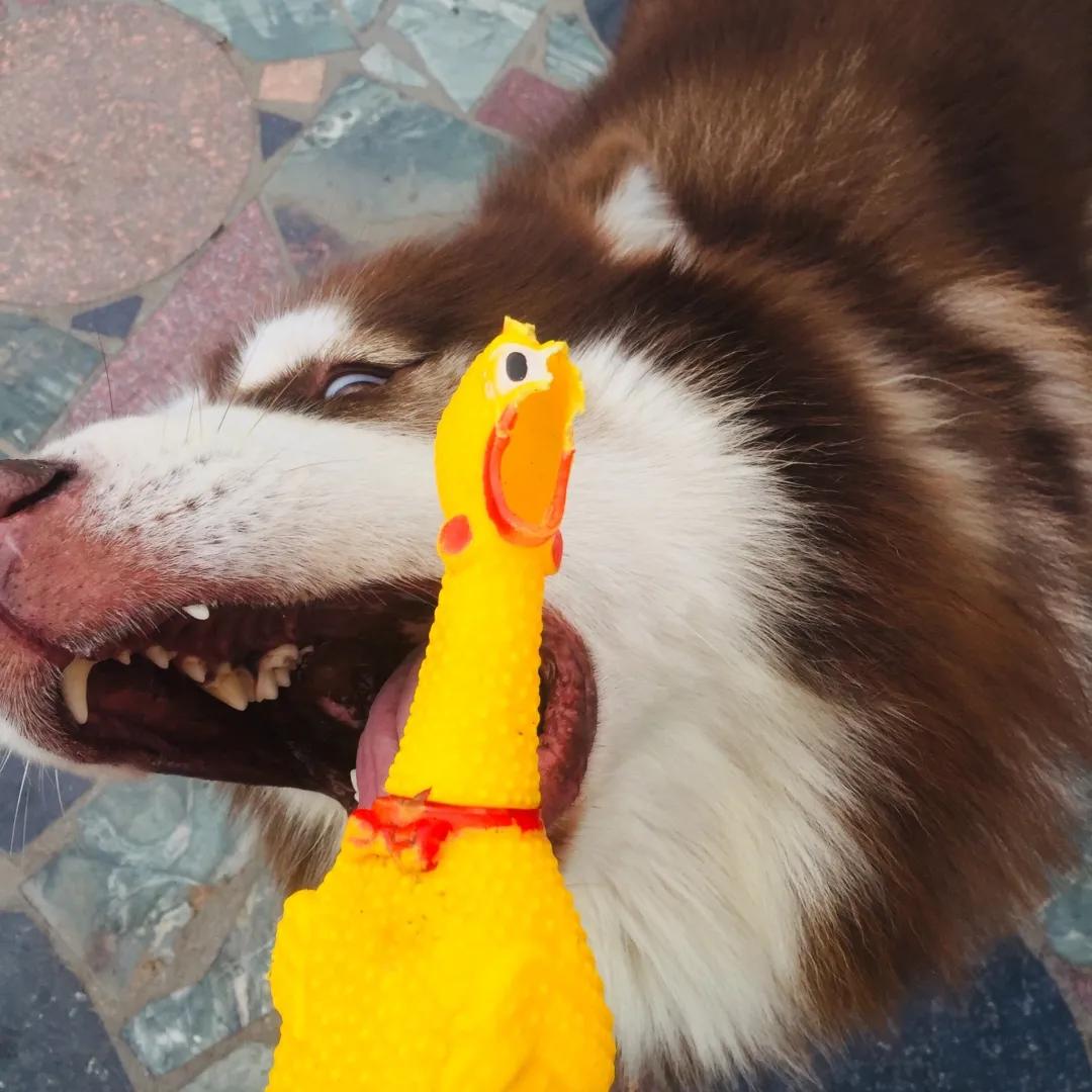 和宠物交流说什么,和宠物谈恋爱