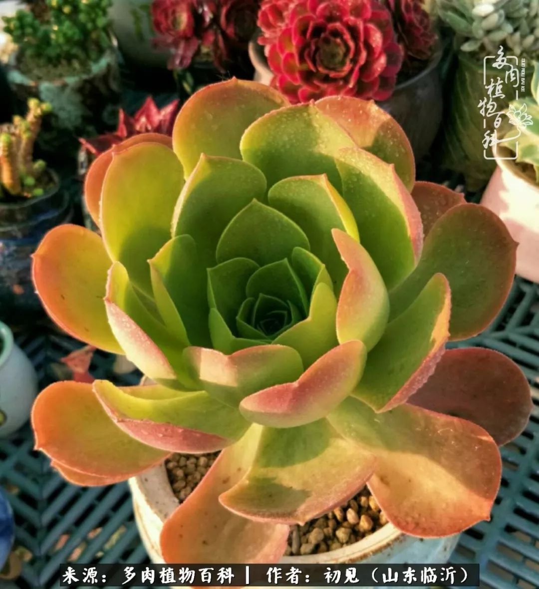 四季颜值在线的多肉,多肉的每一天