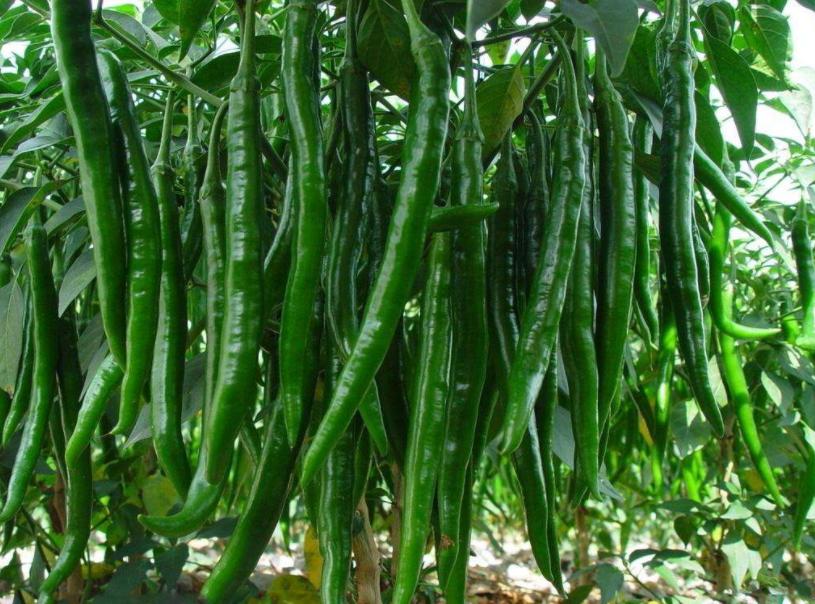 辣椒防根腐病,怎么防治辣椒根腐病