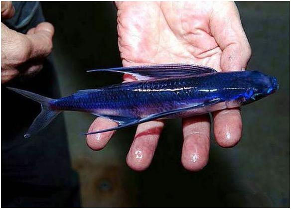 看图识海鲜，这些水产海鲜你都认识吗？