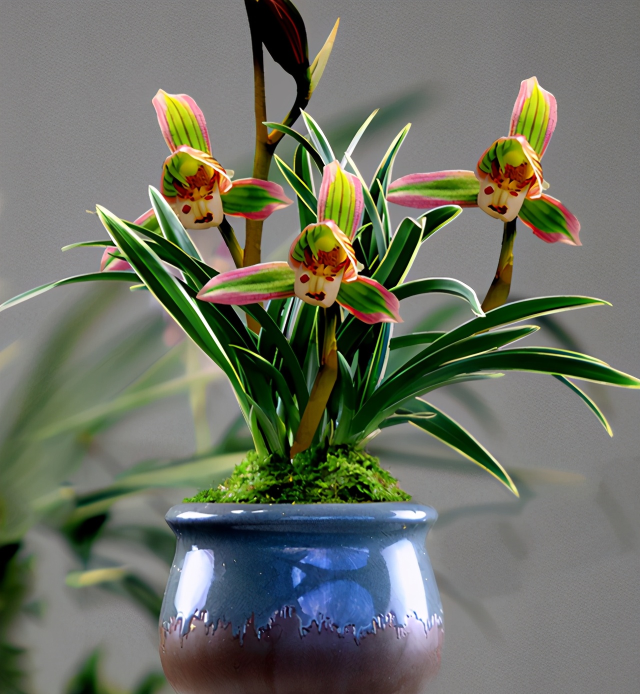 老品种花开富贵兰花,春兰帝王妃金边矮种兰花简介