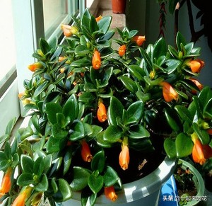 新上盆的金鱼吊兰怎么养护,金鱼吊兰的养护方法和管理