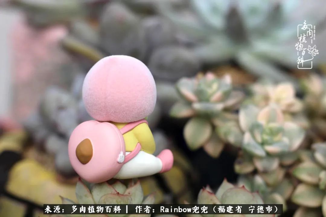 岁月无波澜余生不悲欢是啥意思,愿你岁月无波澜敬我余生无悲欢