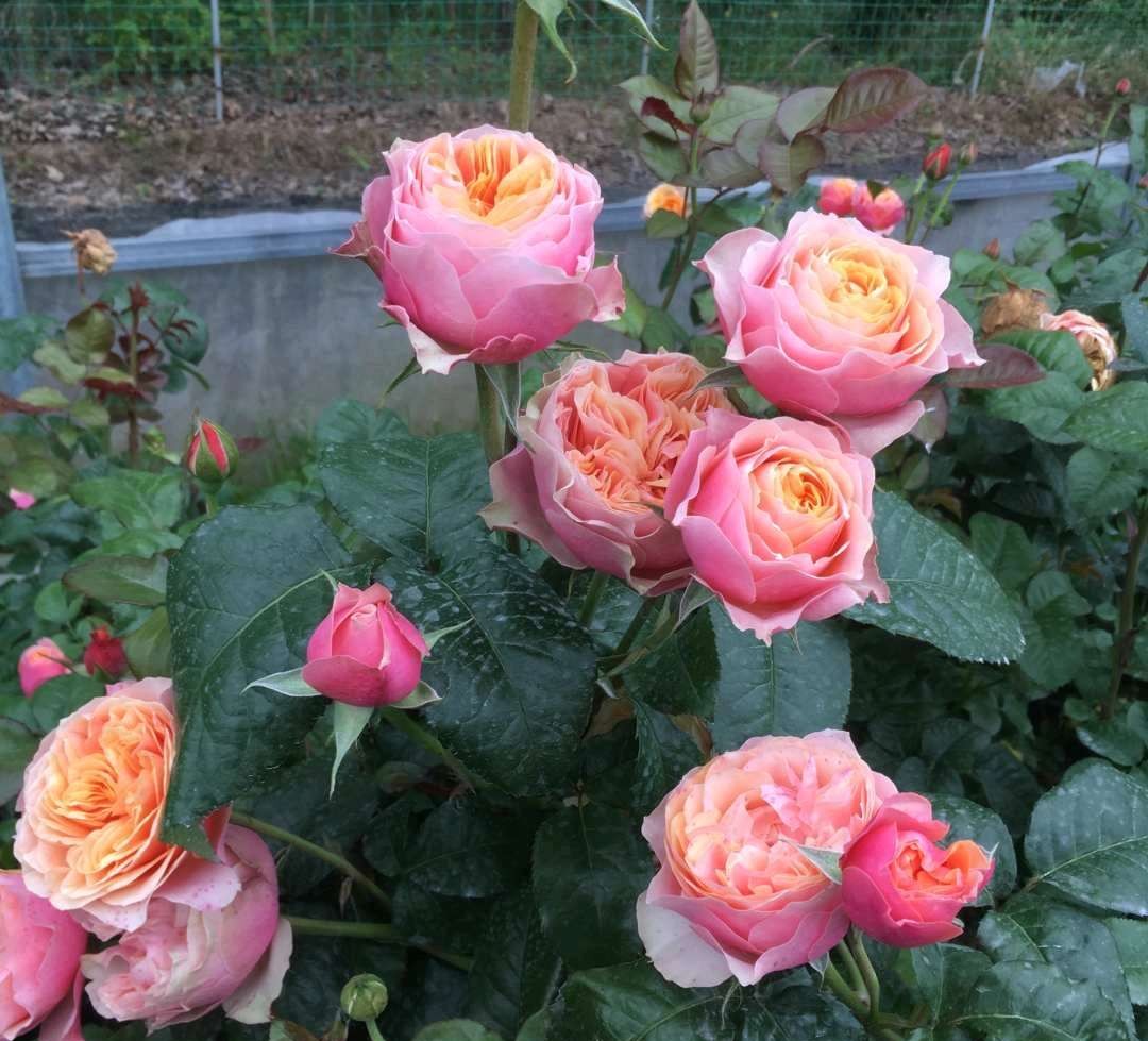 养花必备的6种小药片,什么药片可以养花生根