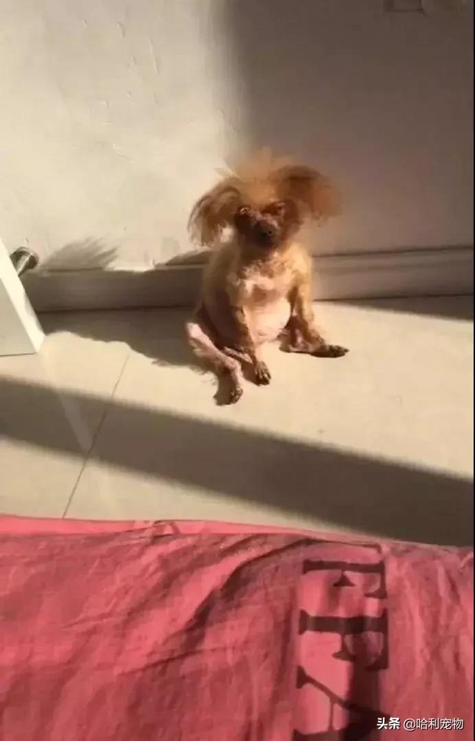 我家小泰迪有点八字腿,我家的小泰迪眼睛黑溜溜