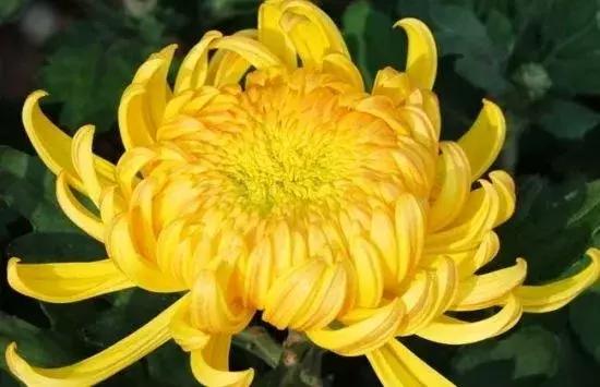 100岁长寿指南：人懒、有钱、吃花、不当官