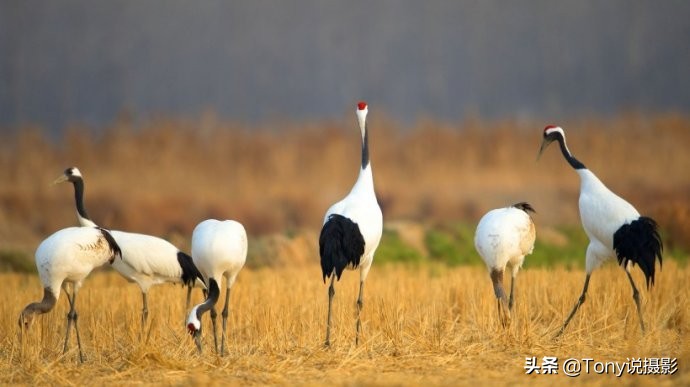 鸟类的拍摄技巧,鸟类摄影要掌握这些技巧知识