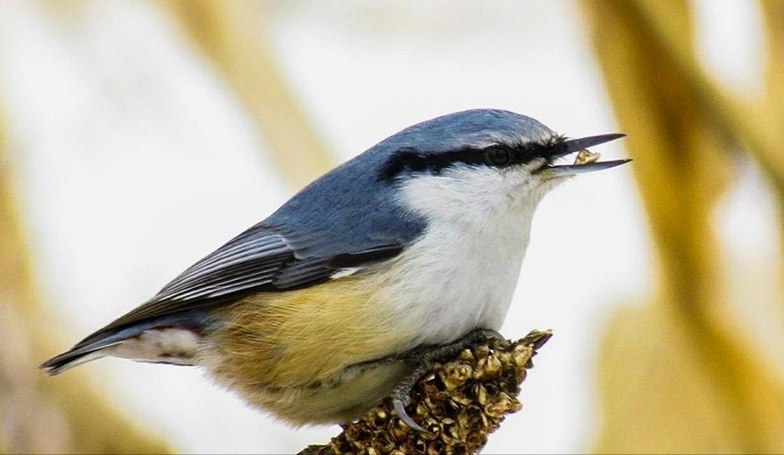 东江揽胜,惠州淡水常见鸟类图谱
