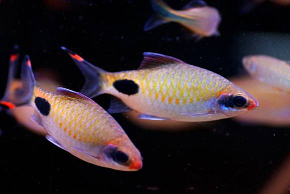 灯鱼草缸造景教程,草缸造景养什么鱼