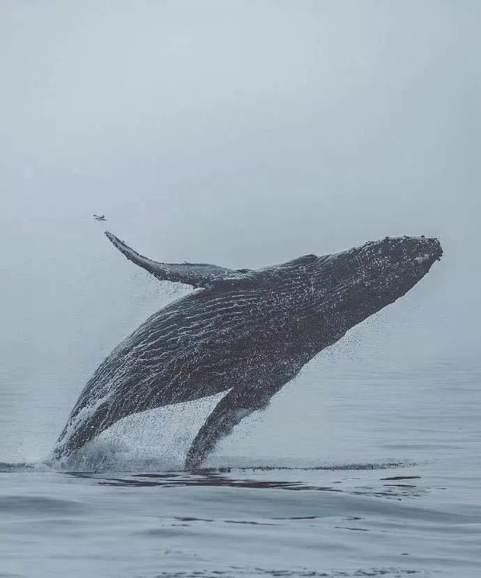 马云刘强东重返电商江湖,刘强东马化腾电商发展