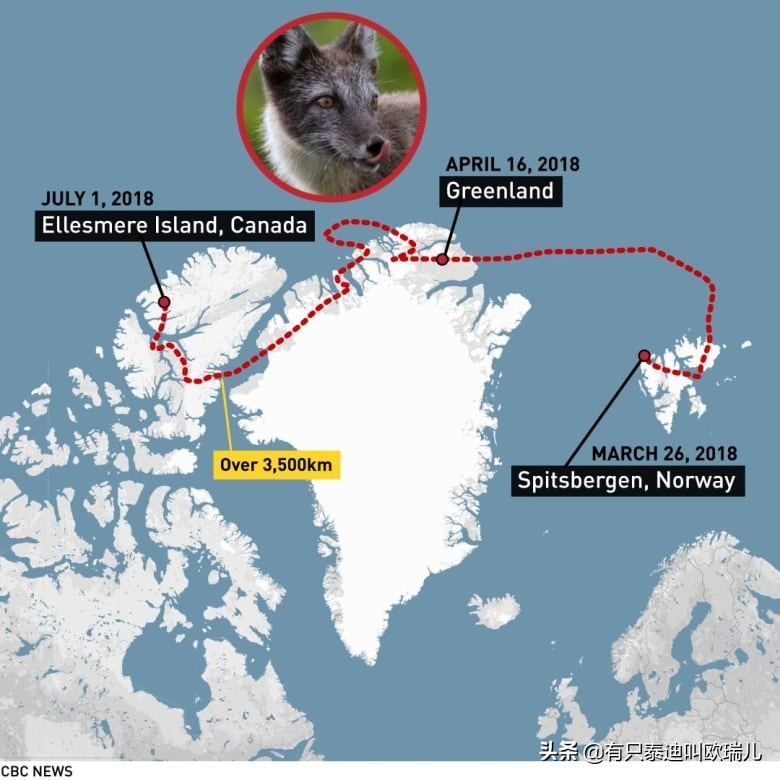 北极狐宝宝视频,一只北极狐从挪威步行到了加拿大