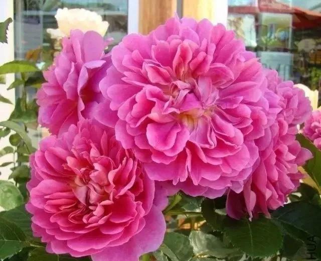 给大家介绍一下玫瑰品种,玫瑰的品种及特点介绍