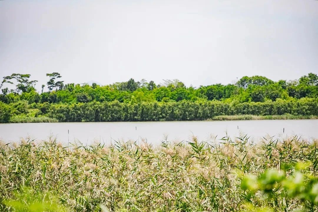 深圳周末带孩子免费游玩好去处,2021深圳免费适合遛娃玩地方排名