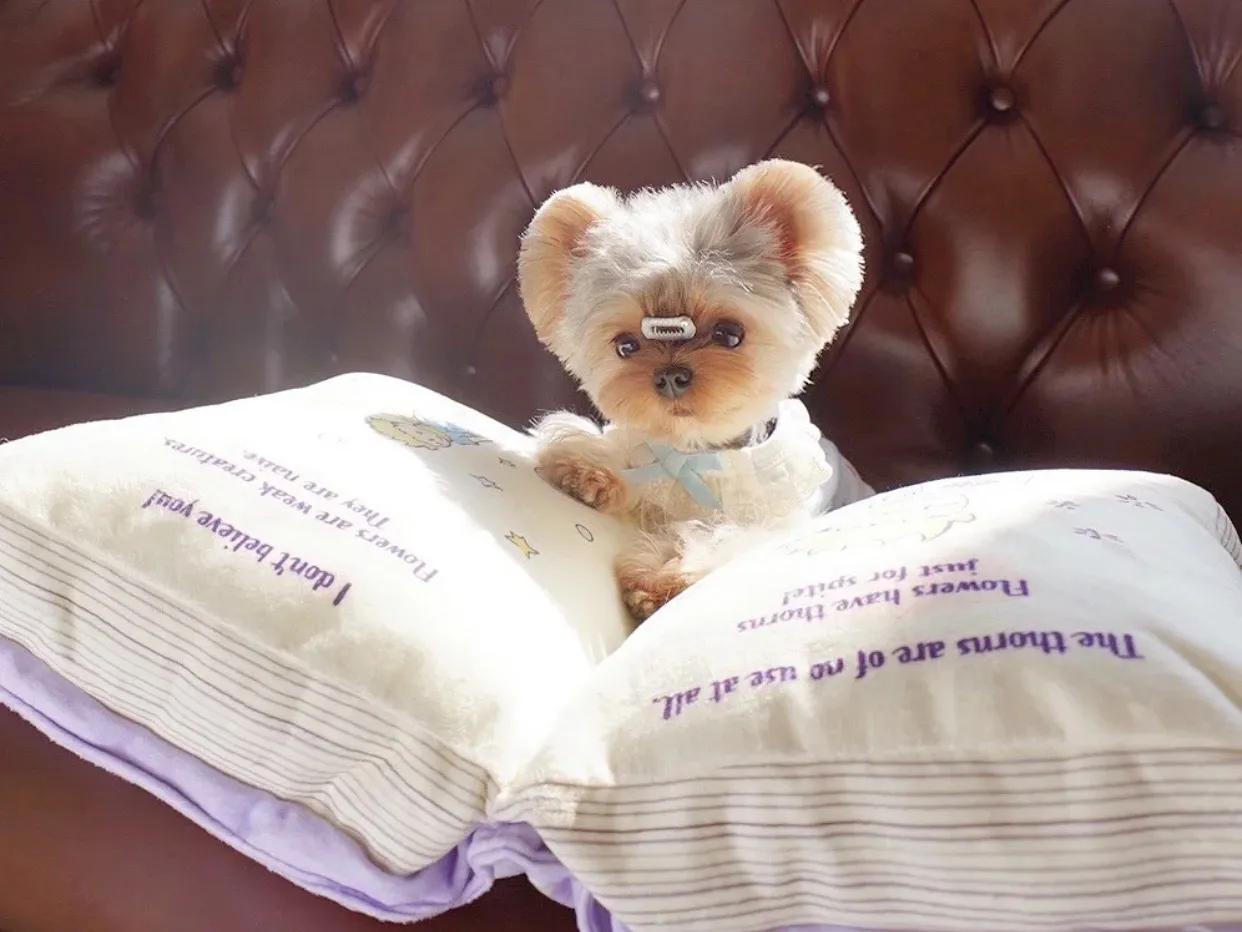 约克夏猫,约克夏和猫