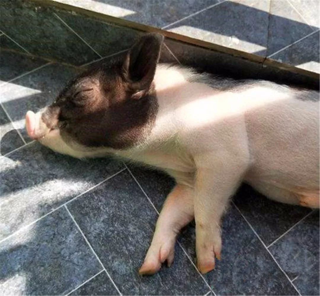 大学生宿舍养猫被发现后猫怎么办,宿舍养猫宿管检查