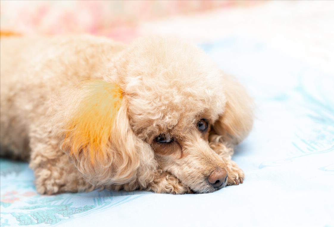 聪明又乖巧的狗狗有哪些,可爱活泼乖巧超听话搞笑的狗狗