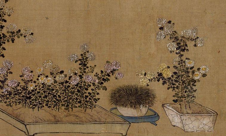 菖蒲：水草之精英，神仙之灵药