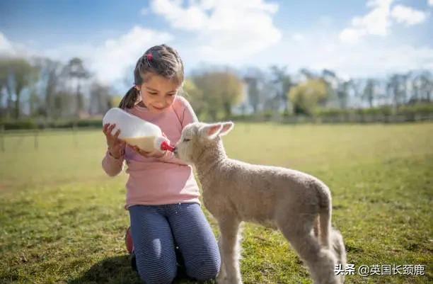 羊驼专治什么病,羊驼治愈厌食症