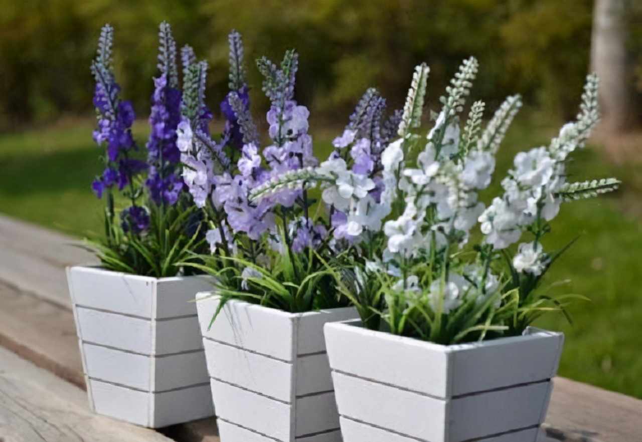 失眠在床边放什么容易睡着,它是失眠的救星