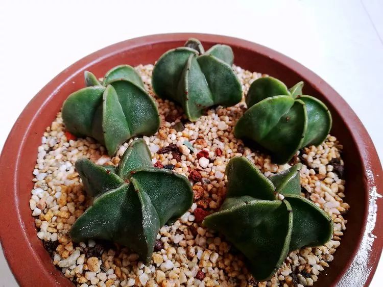 多肉的真实生活感悟,多肉的生活感悟