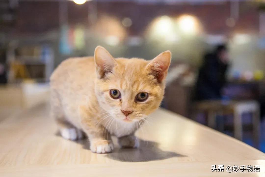 为什么总有人说养猫不如养小孩,年轻人不生孩子反而开始养猫了