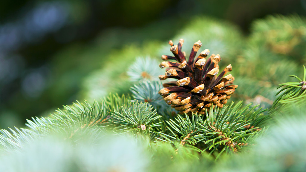 苗木行业现状及前景,苗木市场整体的发展趋势