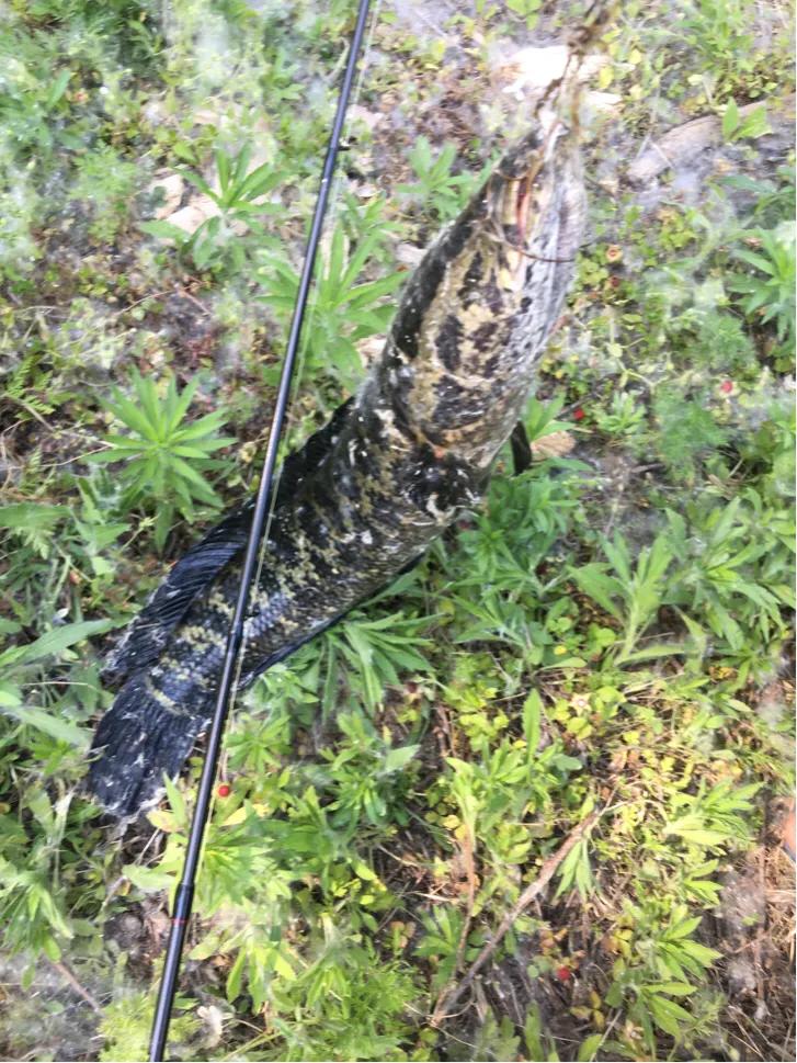 路亚打黑鱼,打黑鱼路亚竿