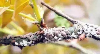 果树蚧壳虫怎样彻底消灭物理治疗,果树蚧壳虫怎么彻底消灭妙招