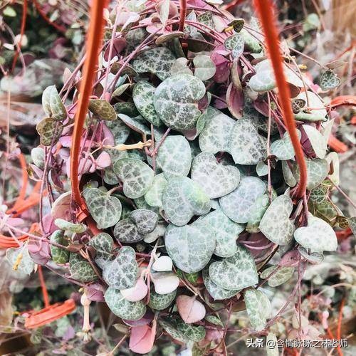 室内三种最旺家庭养植物,家居绿植哪些不适宜养