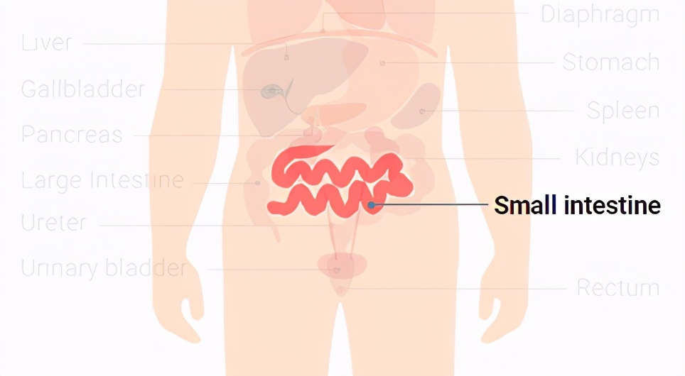 肠梗阻手术后腹部胀痛恶心呕吐,肠梗阻手术后几天肚子疼还吐