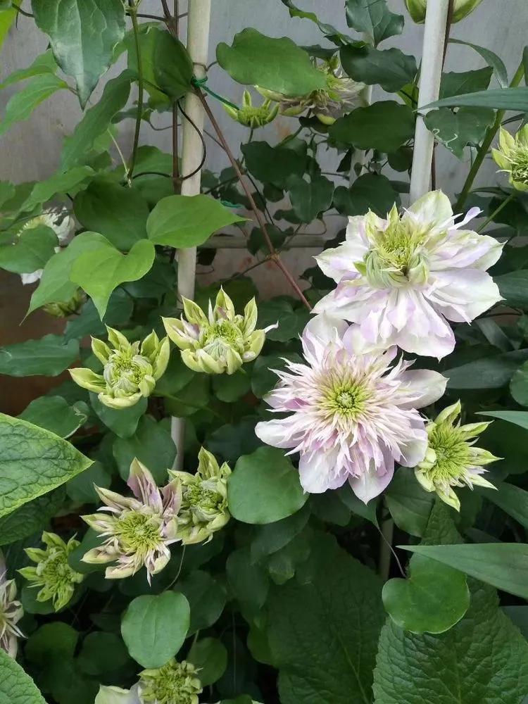 第七届园丁奖,第六届园丁奖奖励