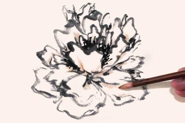 国画牡丹和石头的画法图片,初学国画牡丹花头画法图解